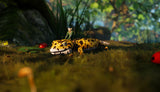 Smalland: Survive the Wilds - PlayStation 5 - Video Games by Merge Games The Chelsea Gamer