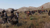 Mount & Blade II Bannerlord  - PlayStation 5 - Video Games by Prime Matter The Chelsea Gamer